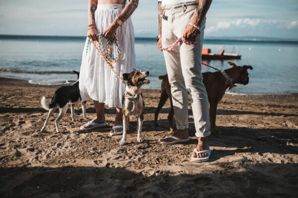hochzeit-am-strand-mit-hunden-foto-marco-caruso